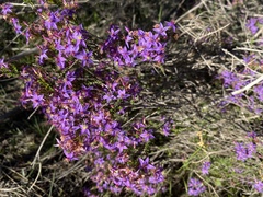 Calytrix breviseta