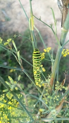 Papilio machaon