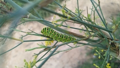 Papilio machaon