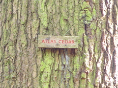 Cedrus atlantica