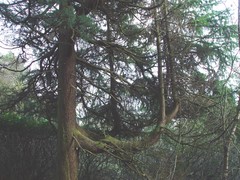 Cedrus atlantica