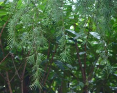 Cedrus atlantica