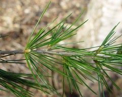 Cedrus atlantica