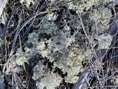 Pulchrocladia ferdinandii