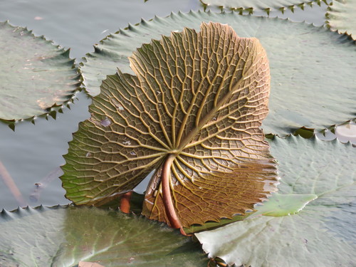 Nymphaea rubra
