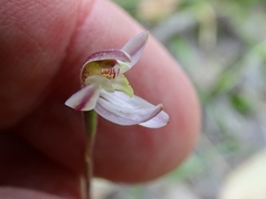 Caladenia prolata
