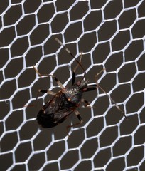 Aristaenetus similis