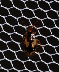 Sarothrocrepis elegans