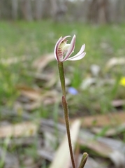 Caladenia prolata