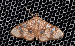 Glyphodes canthusalis
