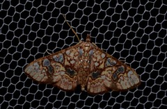 Glyphodes canthusalis