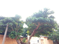 Ficus
