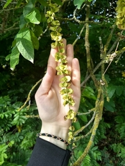 Pterocarya