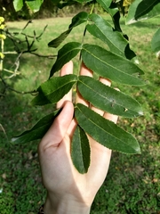 Pterocarya