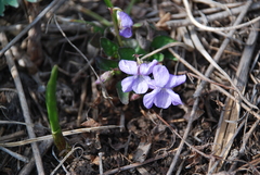 Viola sacchalinensis