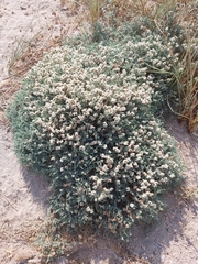 Aeluropus lagopoides