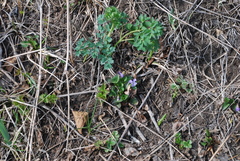 Viola sacchalinensis