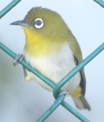 Zosterops ceylonensis