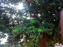 Gmelina arborea