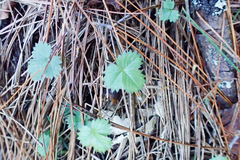 Potentilla matsumurae