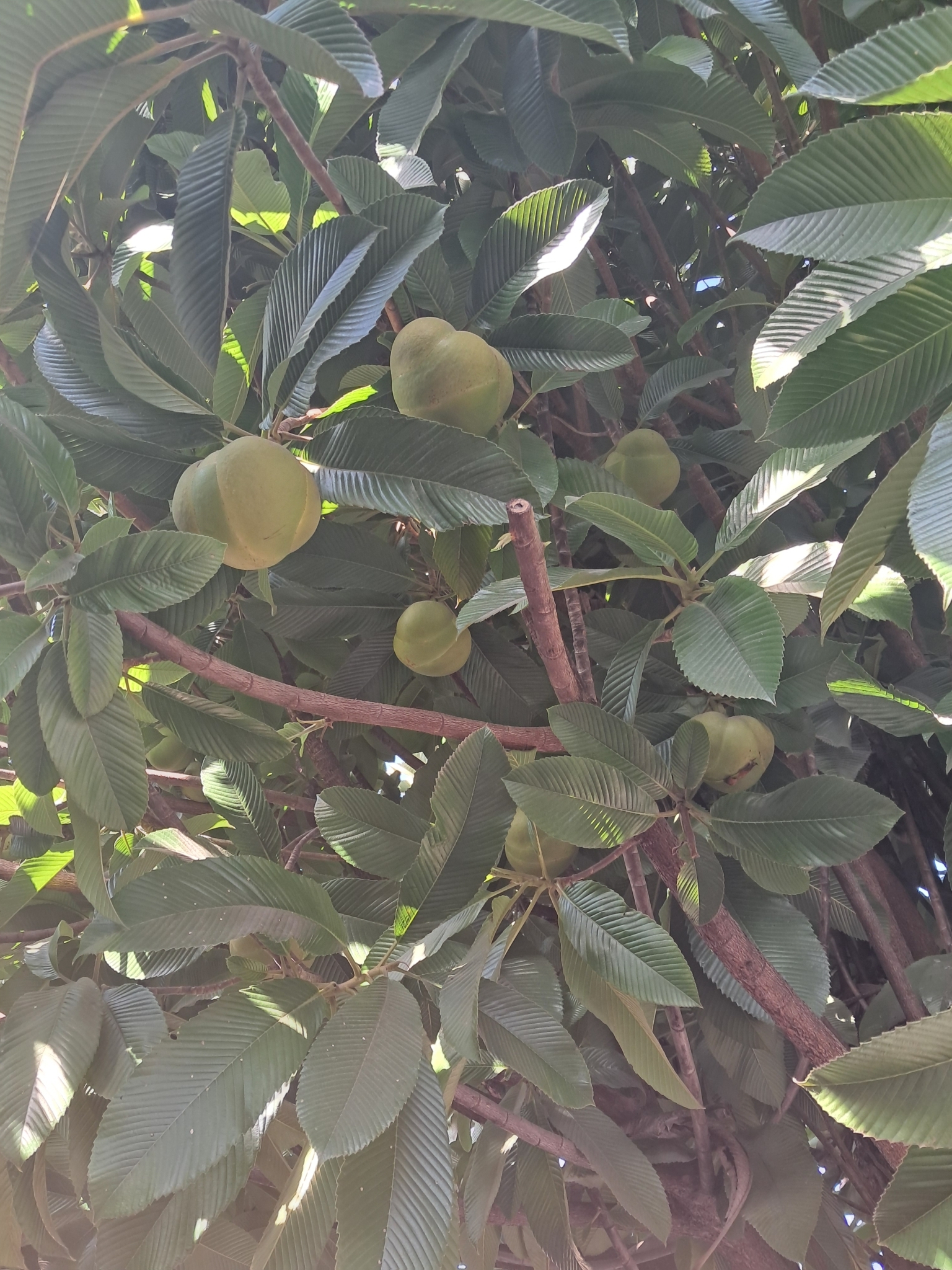 Dillenia indica