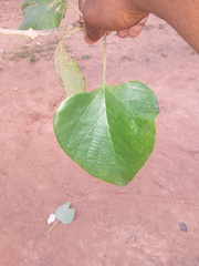 Gmelina arborea