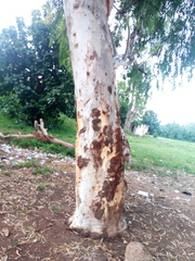 Eucalyptus camaldulensis