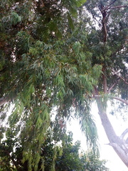 Eucalyptus camaldulensis