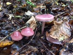 Fungi