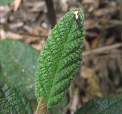 Pomaderris apetala maritima