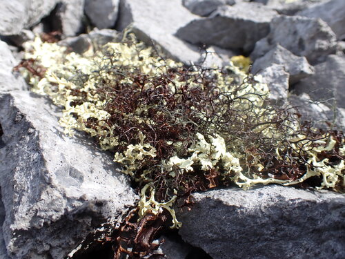 Heath Foxhair Lichen