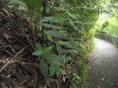 Pomaderris apetala maritima