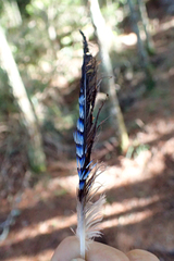 Garrulus glandarius taivanus