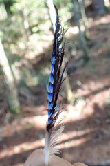 Garrulus glandarius taivanus