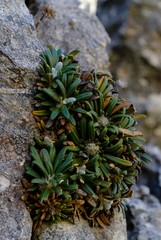 Oldenburgia intermedia