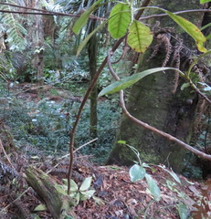 Phyllocladus trichomanoides