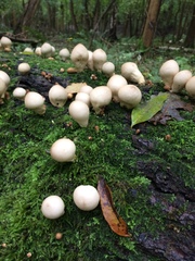 Fungi