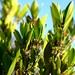 Cassine parvifolia - Photo (c) Nick Helme, algunos derechos reservados (CC BY-SA), subido por Nick Helme