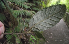 Pomaderris apetala maritima