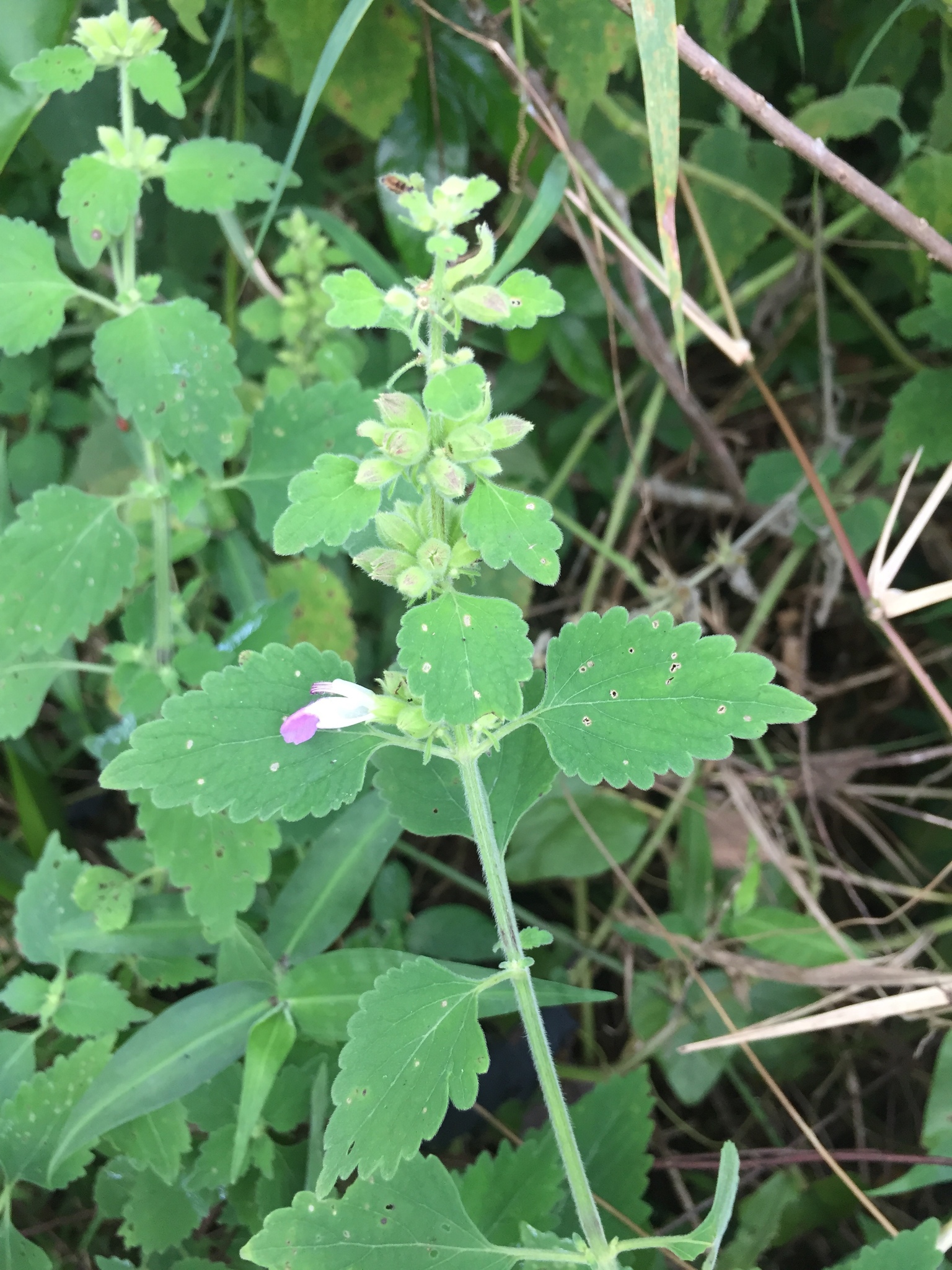 Di thần Ấn (Anisomeles indica)