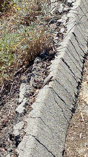 iNaturalist observation photo of Western Fence Lizard
