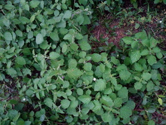 Mesosphaerum suaveolens