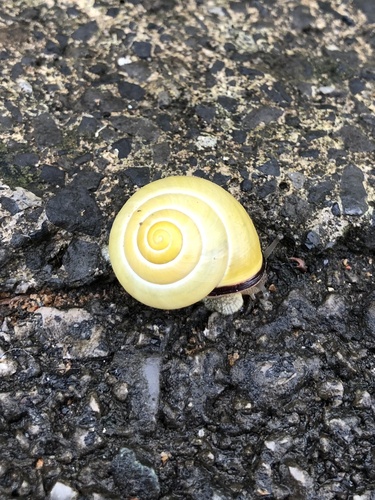 Cepaea nemoralis