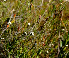Lachnaea funicaulis