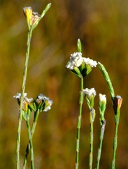 Lachnaea funicaulis