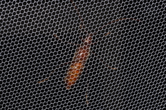 Xystrocera virescens