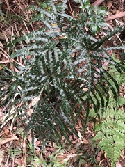 Pteris umbrosa