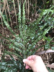 Pteris umbrosa