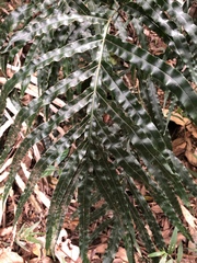 Pteris umbrosa