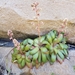 Crassula orbicularis - Photo (c) ed elton, algunos derechos reservados (CC BY-NC)
